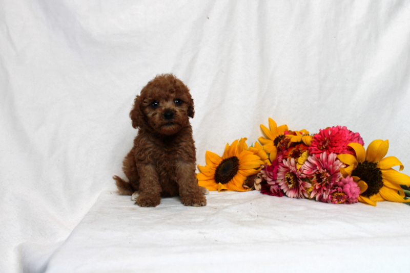 puppy, for, sale, Mini Goldendoodle F1BB, Matthew B. Stoltzfus, dog, breeder, Gap, PA, dog-breeder, puppy-for-sale, forsale, nearby, find, puppyfind, locator, puppylocator, aca